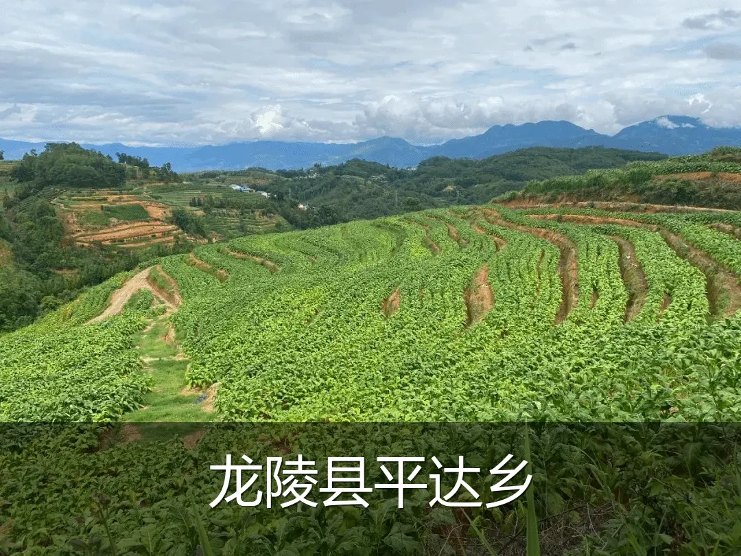 龙陵县平达乡